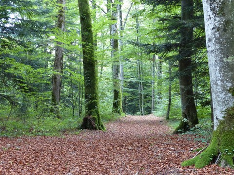 chemin dans la forêt
