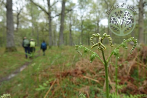 marche en forêt